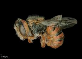   Pseudoanthidium  bytinskii nbsp; male lateral habitus, photo: Chelsey Ritner 
